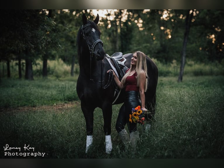 Friesian horses Mix Gelding 5 years 16,1 hh Black in Mount Vernon, MO