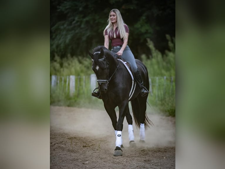 Friesian horses Mix Gelding 5 years 16,1 hh Black in Mount Vernon, MO