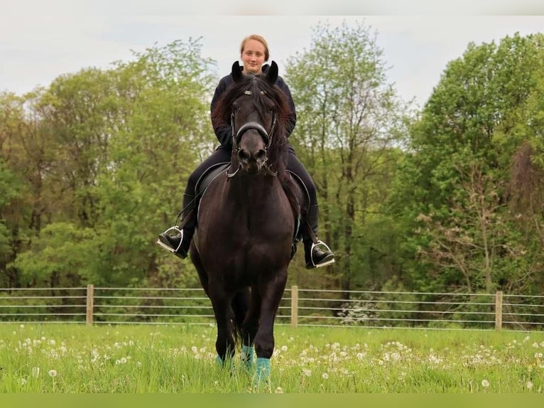 Friesian horses Mix Gelding 5 years 16,1 hh Black in Dundee, OH