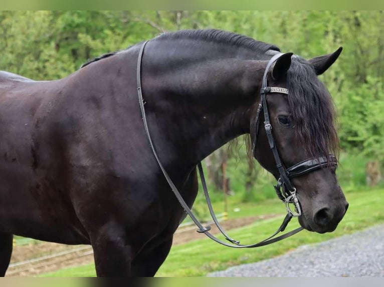 Friesian horses Mix Gelding 5 years 16,1 hh Black in Dundee, OH