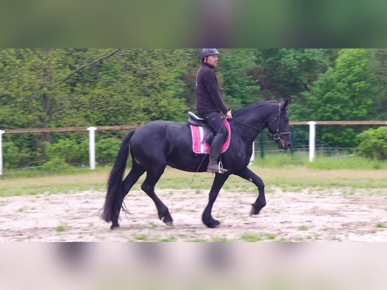 Friesian horses Gelding 5 years 16.1 hh Black in Kamenz