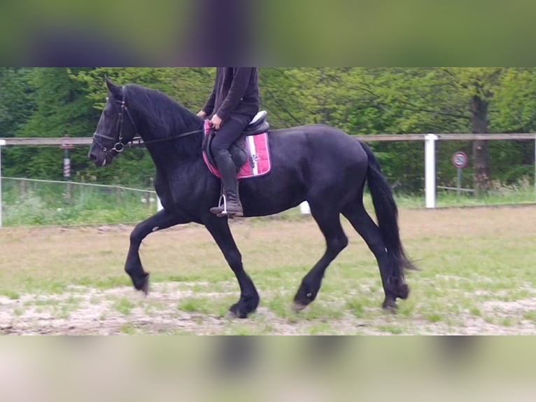 Friesian horses Gelding 5 years 16.1 hh Black in Kamenz