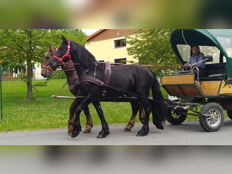 Friesian horses Gelding 5 years 16.1 hh Black in Kamenz