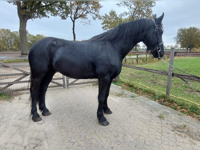 Friesian horses Gelding 5 years 16,1 hh Black in Wouwse Plantage