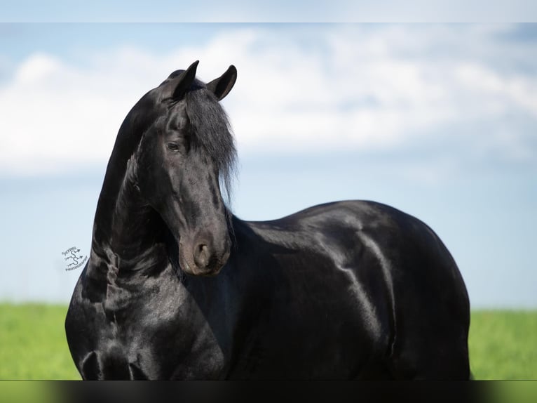 Friesian horses Gelding 5 years 16,1 hh Black in FAIRBANK, IA