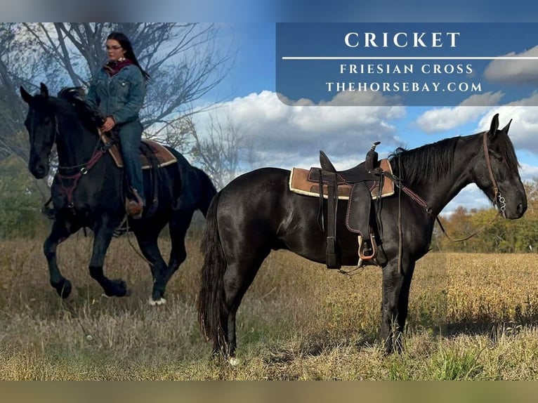 Friesian horses Mix Gelding 5 years 16,1 hh Black in Sheldon, MO