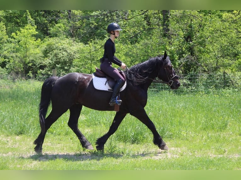 Friesian horses Gelding 5 years 16,1 hh Black in Howell, MI