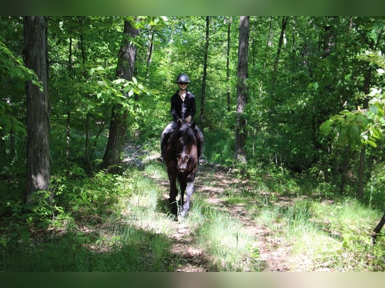 Friesian horses Gelding 5 years 16,1 hh Black in Howell, MI