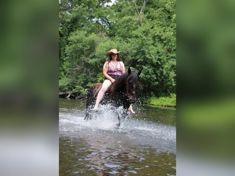 Friesian horses Gelding 5 years 16,1 hh Black in Howell, MI