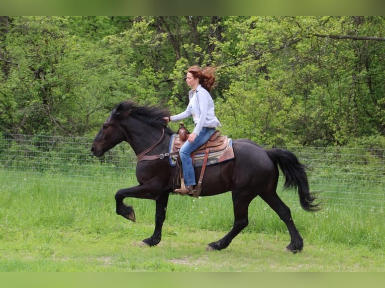 Friesian horses Gelding 5 years 16,1 hh Black in Howell, MI