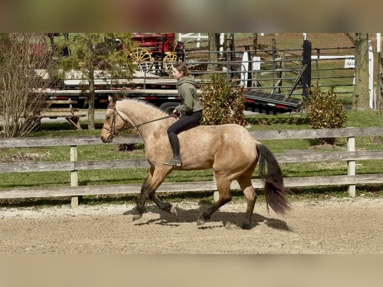 Friesian horses Mix Gelding 5 years 16.1 hh Buckskin in Gap