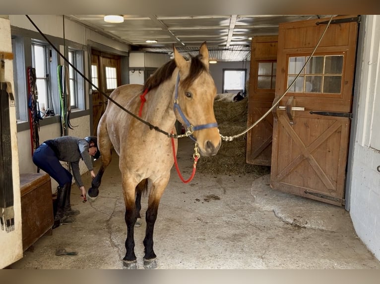 Friesian horses Mix Gelding 5 years 16.1 hh Buckskin in Gap
