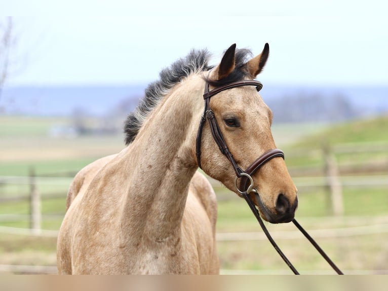 Friesian horses Mix Gelding 5 years 16.1 hh Buckskin in Gap