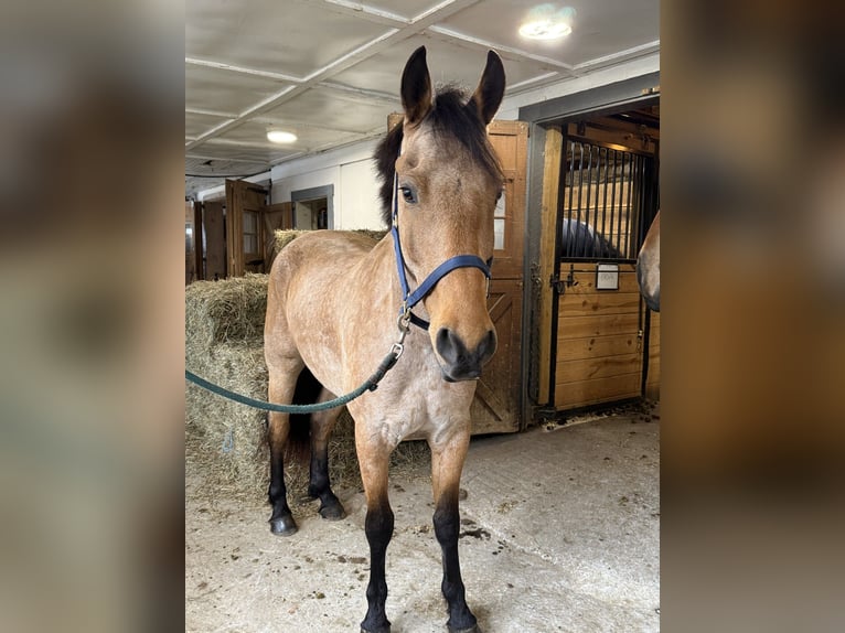 Friesian horses Mix Gelding 5 years 16.1 hh Buckskin in Gap