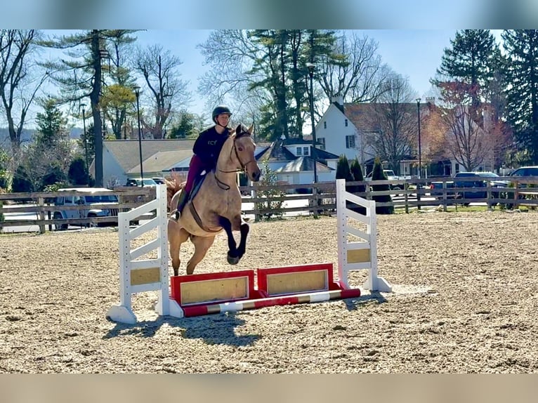 Friesian horses Mix Gelding 5 years 16.1 hh Buckskin in Gap