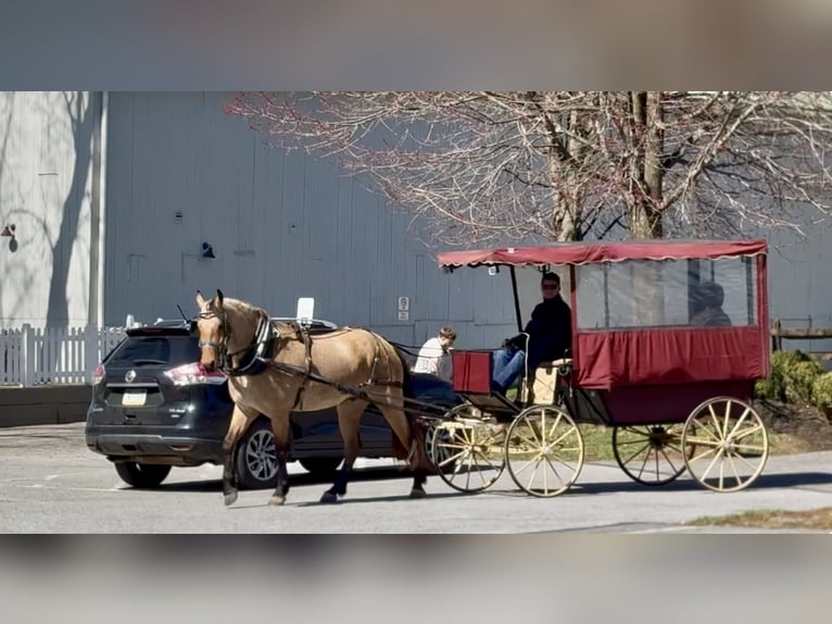 Friesian horses Mix Gelding 5 years 16.1 hh Buckskin in Gap