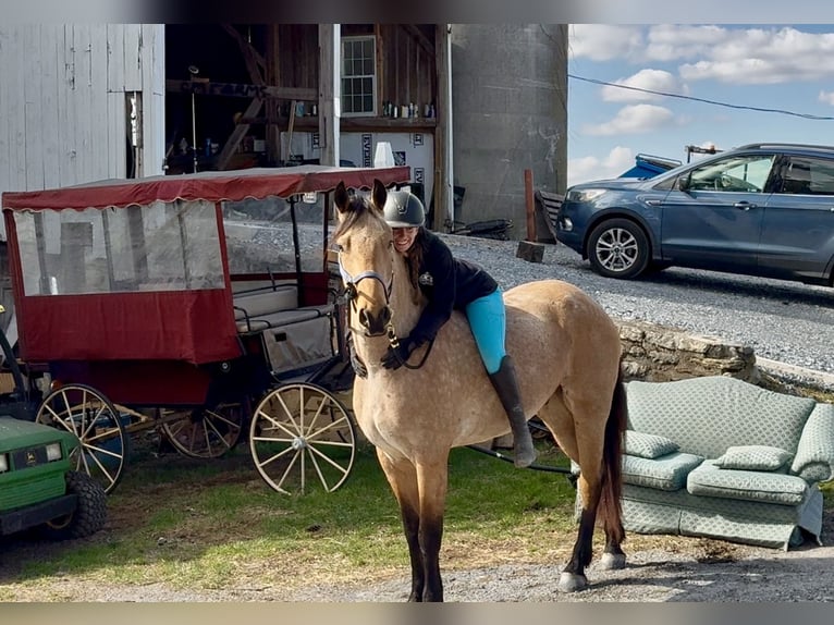 Friesian horses Mix Gelding 5 years 16.1 hh Buckskin in Gap