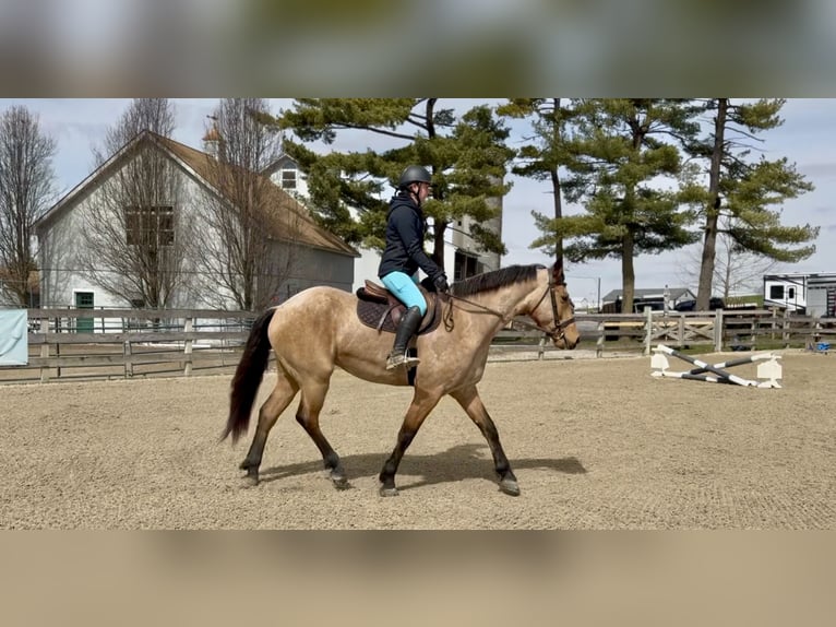 Friesian horses Mix Gelding 5 years 16.1 hh Buckskin in Gap