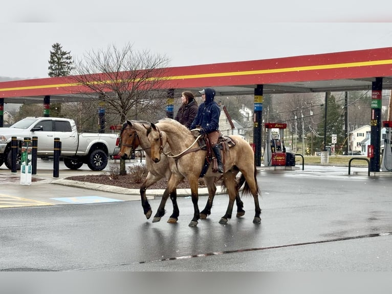 Friesian horses Mix Gelding 5 years 16.1 hh Buckskin in Gap