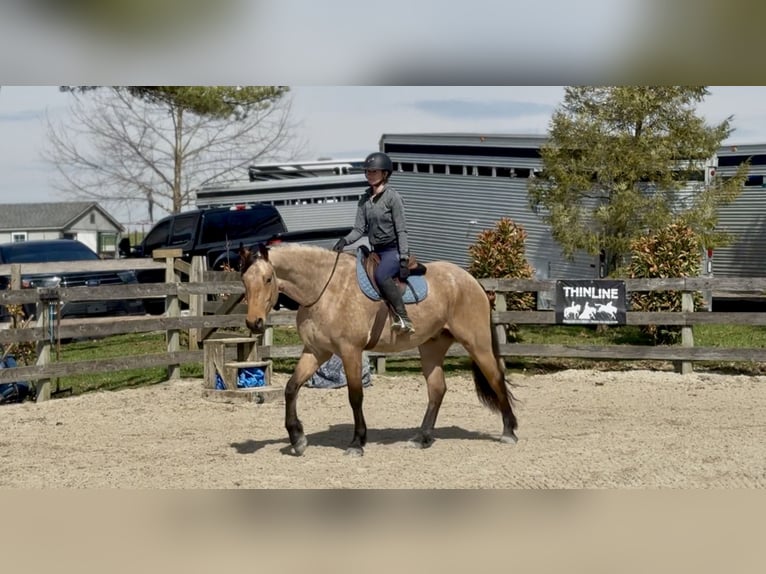 Friesian horses Mix Gelding 5 years 16.1 hh Buckskin in Gap