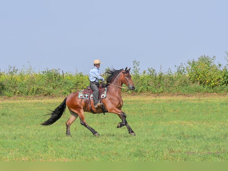 Friesian horses Gelding 5 years 16.2 hh Bay in Fairbank IA