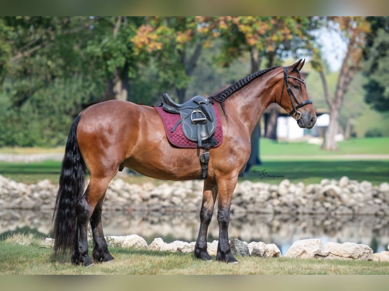 Friesian horses Gelding 5 years 16.2 hh Bay in Fairbank IA