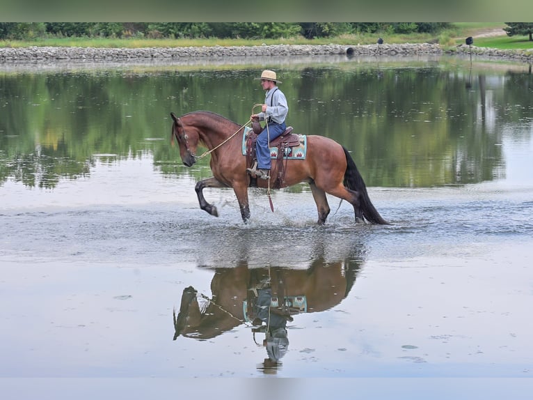 Friesian horses Gelding 5 years 16.2 hh Bay in Fairbank IA