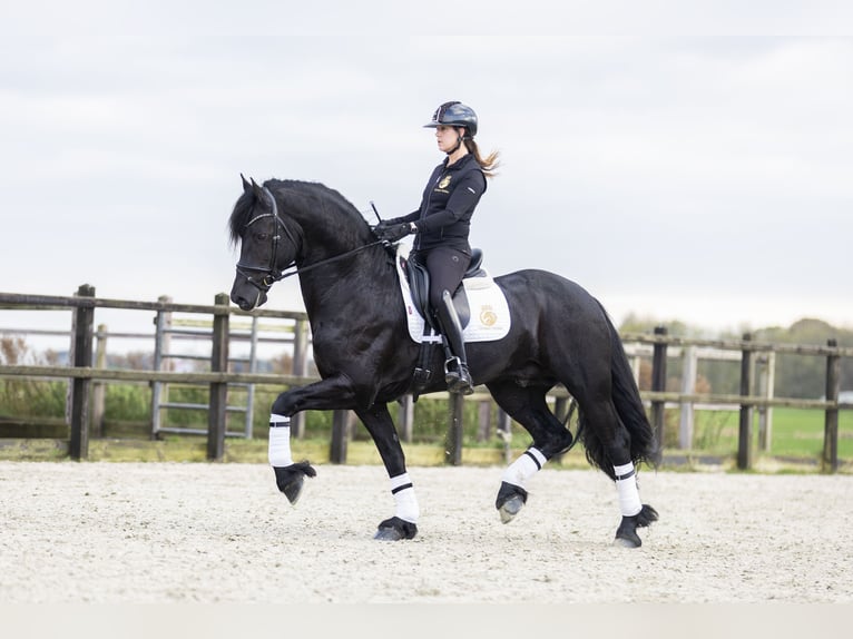 Friesian horses Gelding 5 years 16,2 hh Black in Harlingen