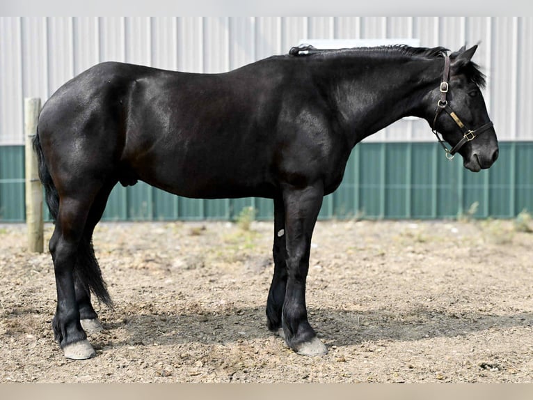 Friesian horses Gelding 5 years 16.2 hh Black in Warsaw, NY