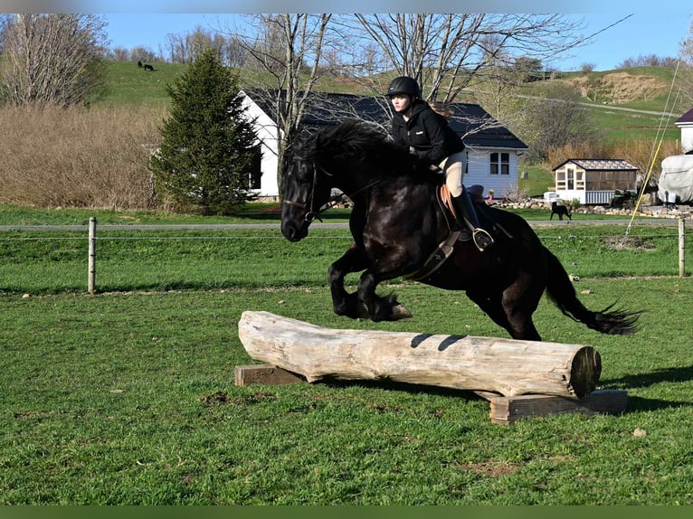Friesian horses Gelding 5 years 16.2 hh Black in Warsaw, NY