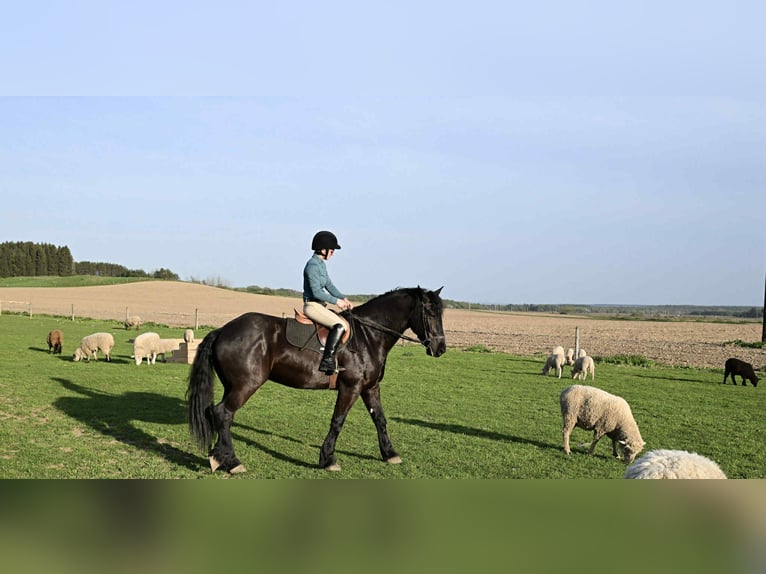 Friesian horses Gelding 5 years 16.2 hh Black in Warsaw, NY