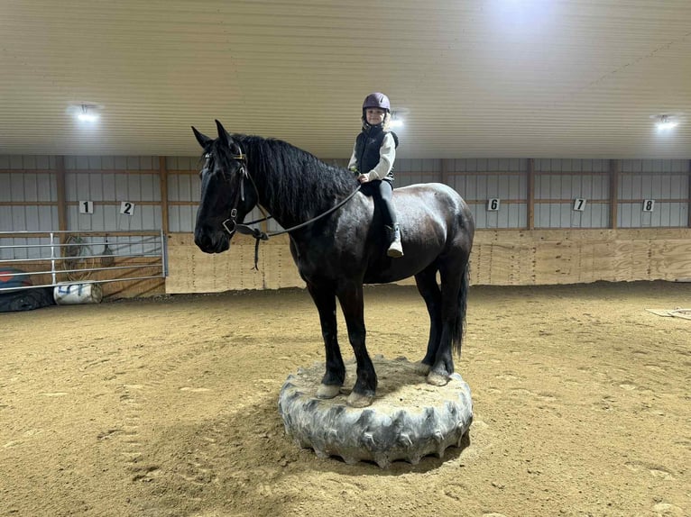 Friesian horses Gelding 5 years 16.2 hh Black in Warsaw, NY
