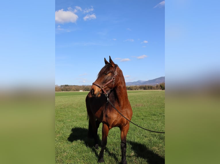 Friesian horses Mix Gelding 5 years 16.2 hh Brown in Neuenburg am Rhein