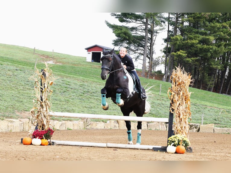 Friesian horses Mix Gelding 5 years 16,2 hh Tobiano-all-colors in Millersburg