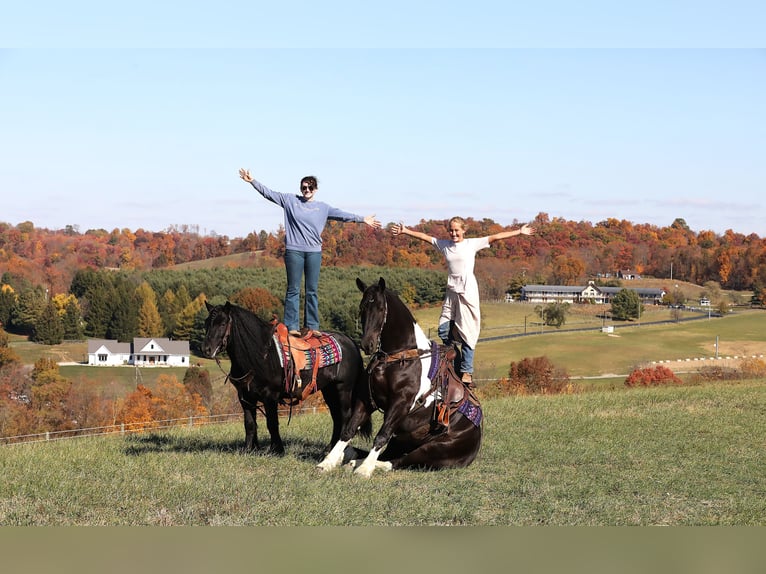 Friesian horses Mix Gelding 5 years 16,2 hh Tobiano-all-colors in Millersburg