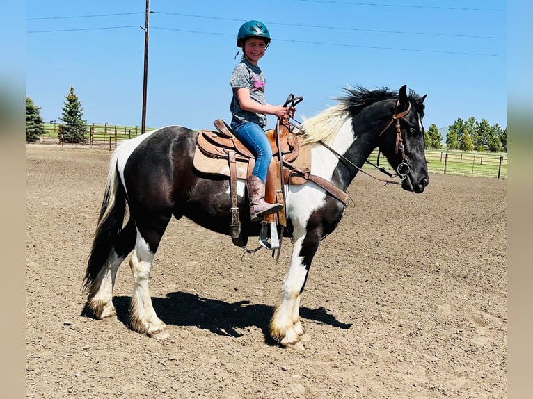 Friesian horses Gelding 5 years 16,2 hh Tobiano-all-colors in Bismark ND