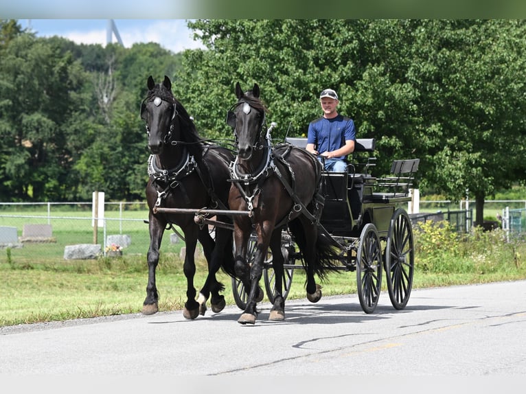 Friesian horses Gelding 5 years 16,3 hh Black in Warsaw