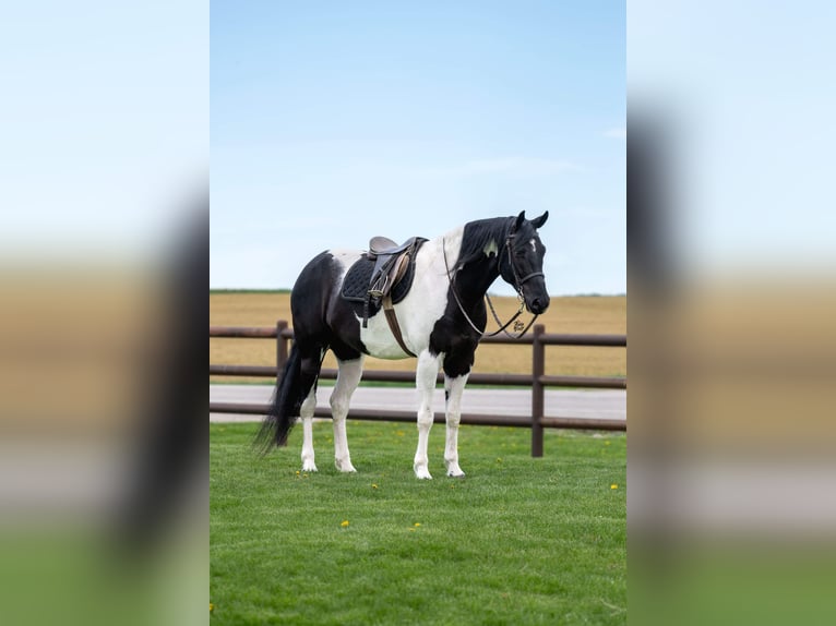 Friesian horses Gelding 5 years 16,3 hh Black in Holland