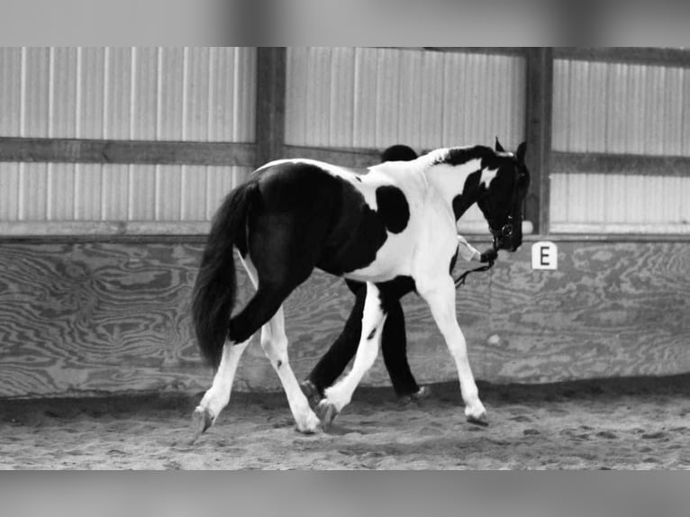 Friesian horses Gelding 5 years 16,3 hh Black in Holland