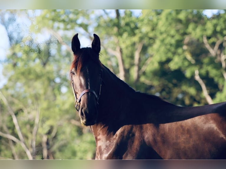 Friesian horses Gelding 5 years 16,3 hh Black in Due West, SC