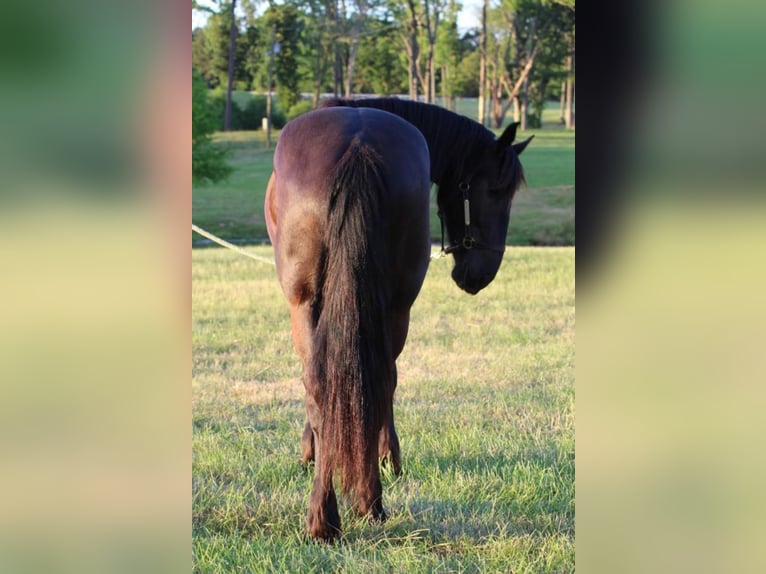 Friesian horses Gelding 5 years 16,3 hh Black in Due West, SC