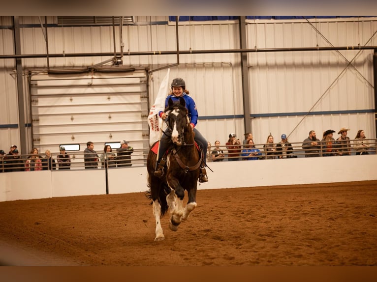 Friesian horses Gelding 5 years 16,3 hh Tobiano-all-colors in Warsaw NY