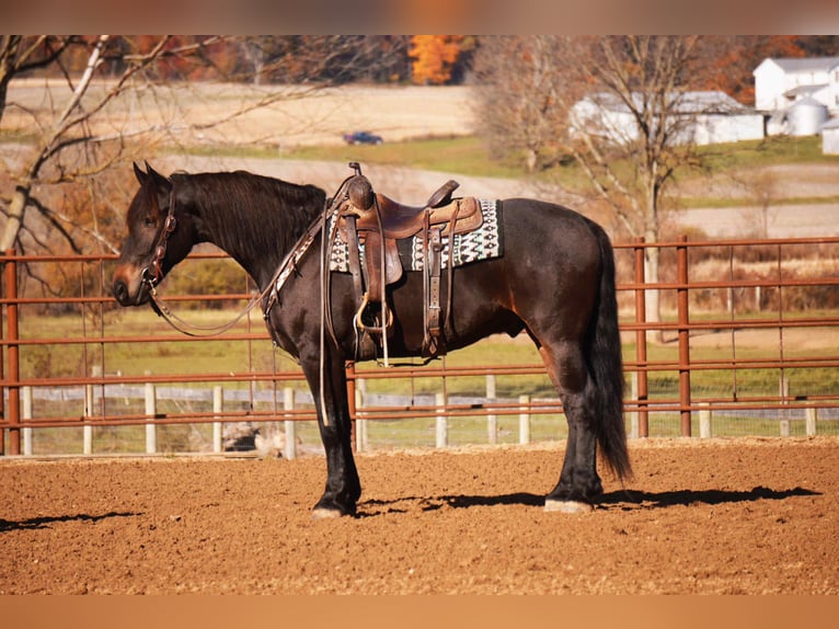 Friesian horses Mix Gelding 5 years 16 hh Bay in Baltic
