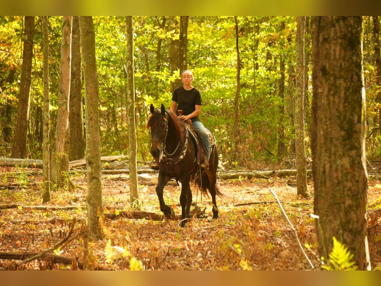 Friesian horses Mix Gelding 5 years 16 hh Bay in Baltic