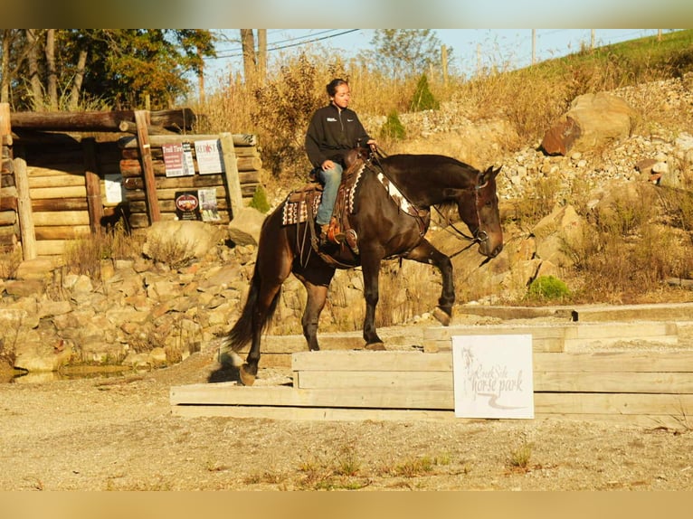 Friesian horses Mix Gelding 5 years 16 hh Bay in Baltic