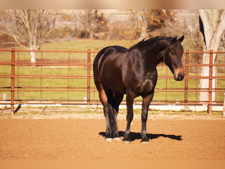 Friesian horses Mix Gelding 5 years 16 hh Bay in Baltic