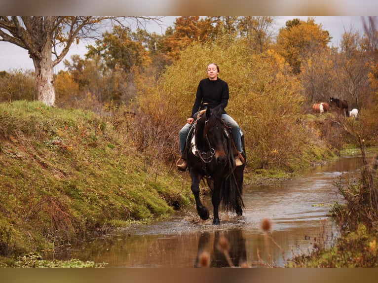 Friesian horses Mix Gelding 5 years 16 hh Bay in Baltic