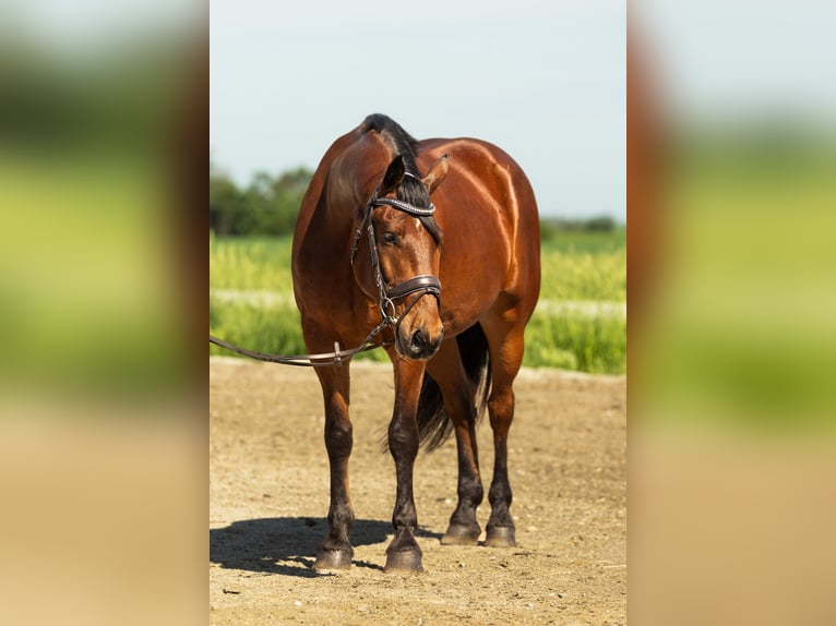 Friesian horses Mix Gelding 5 years 16 hh Bay in Cambridge