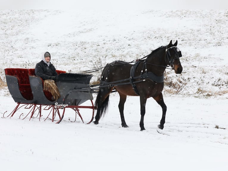 Friesian horses Mix Gelding 5 years 16 hh Bay in Millersburg