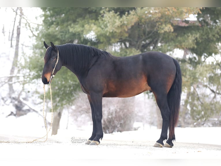 Friesian horses Mix Gelding 5 years 16 hh Bay in Millersburg